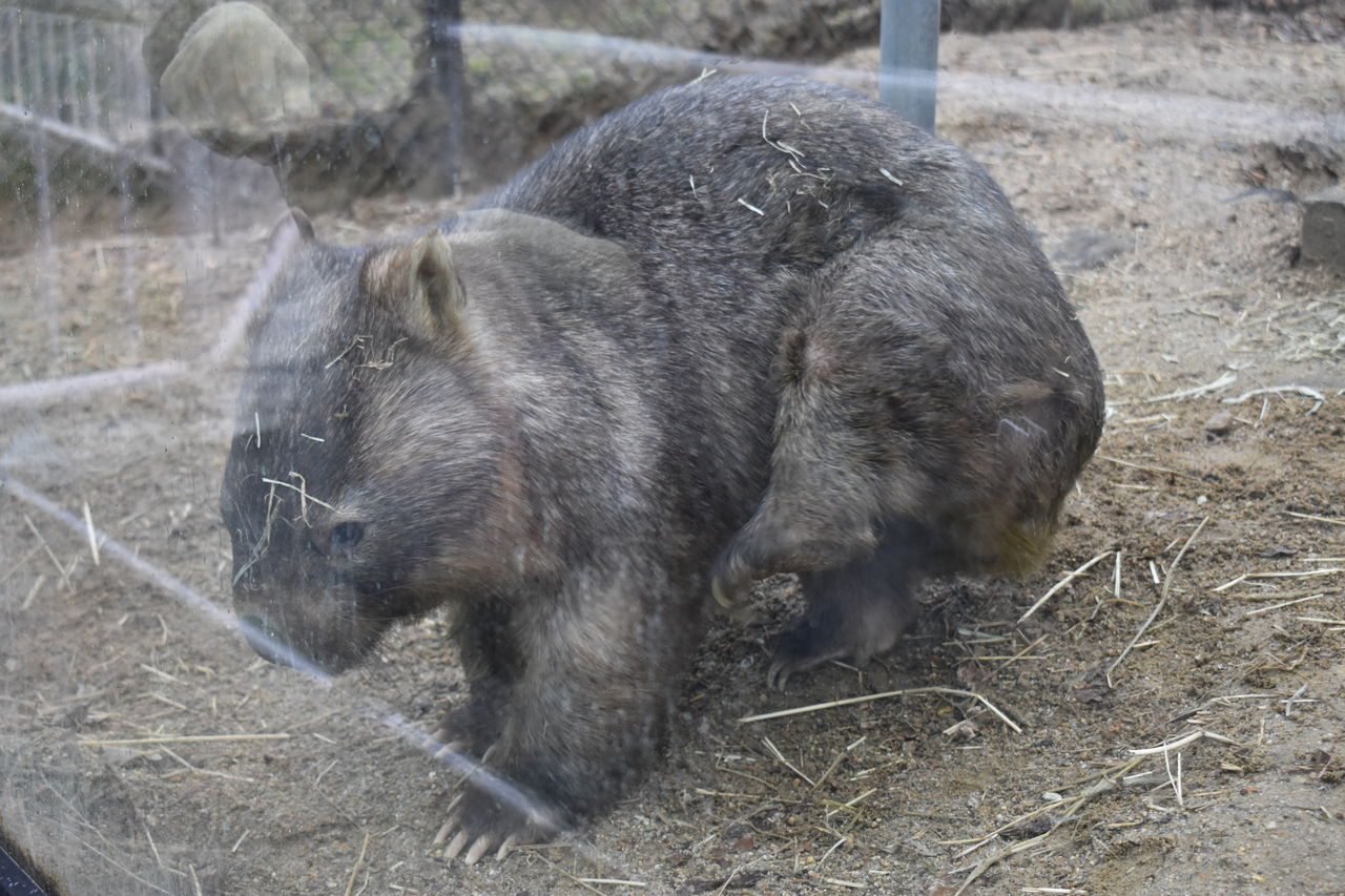 東山動物園のwombat うぉんばっとのぽっけ