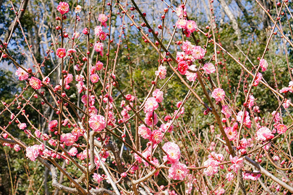 20190217_ume3