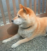 daichi_8
