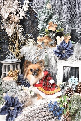 DSC_9609のコピー(クリスマスイメージ)縮小