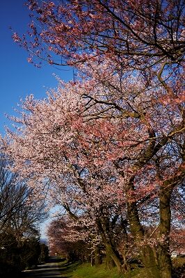 s-_DSC9646 (2)