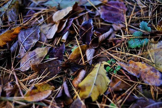 s-_DSC4658 (2)