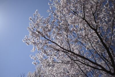 s-_DSC0097