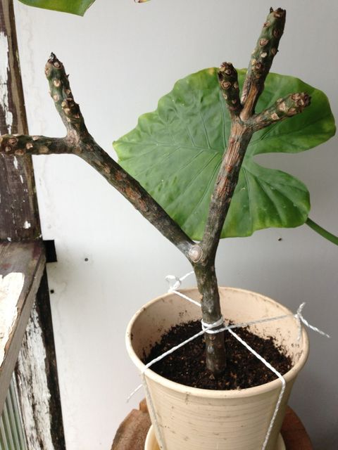 プルメリアの挿し木 鉢植え ワンダフル シーカヤック プルメリアの挿し木 鉢植え ワンダフル シーカヤック