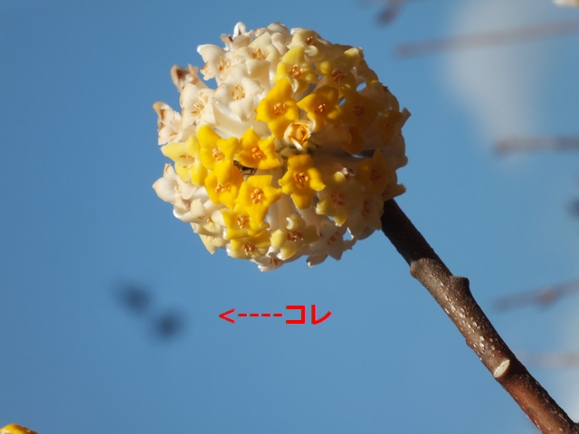 Finepix Hsexr を分解してセンサーゴミを清掃しました Naosoft別館blog Finepix Hsexr を分解してセンサーゴミを清掃しました Naosoft別館blog