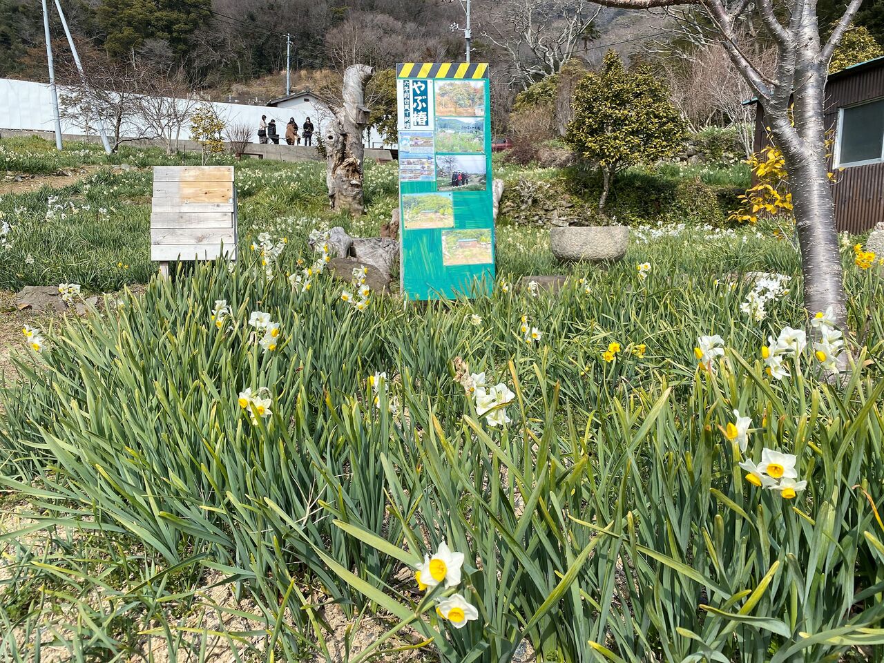 地域の人々が守り育てて 咲き誇る水仙を訪ねて やぶ椿と水仙の里 広島県福山市内海町 くるま旅でぶらり日本めぐり 地域の人々が守り育てて 咲き誇る水仙を訪ねて やぶ椿と水仙の里 広島県福山市内海町 くるま旅でぶらり日本めぐり