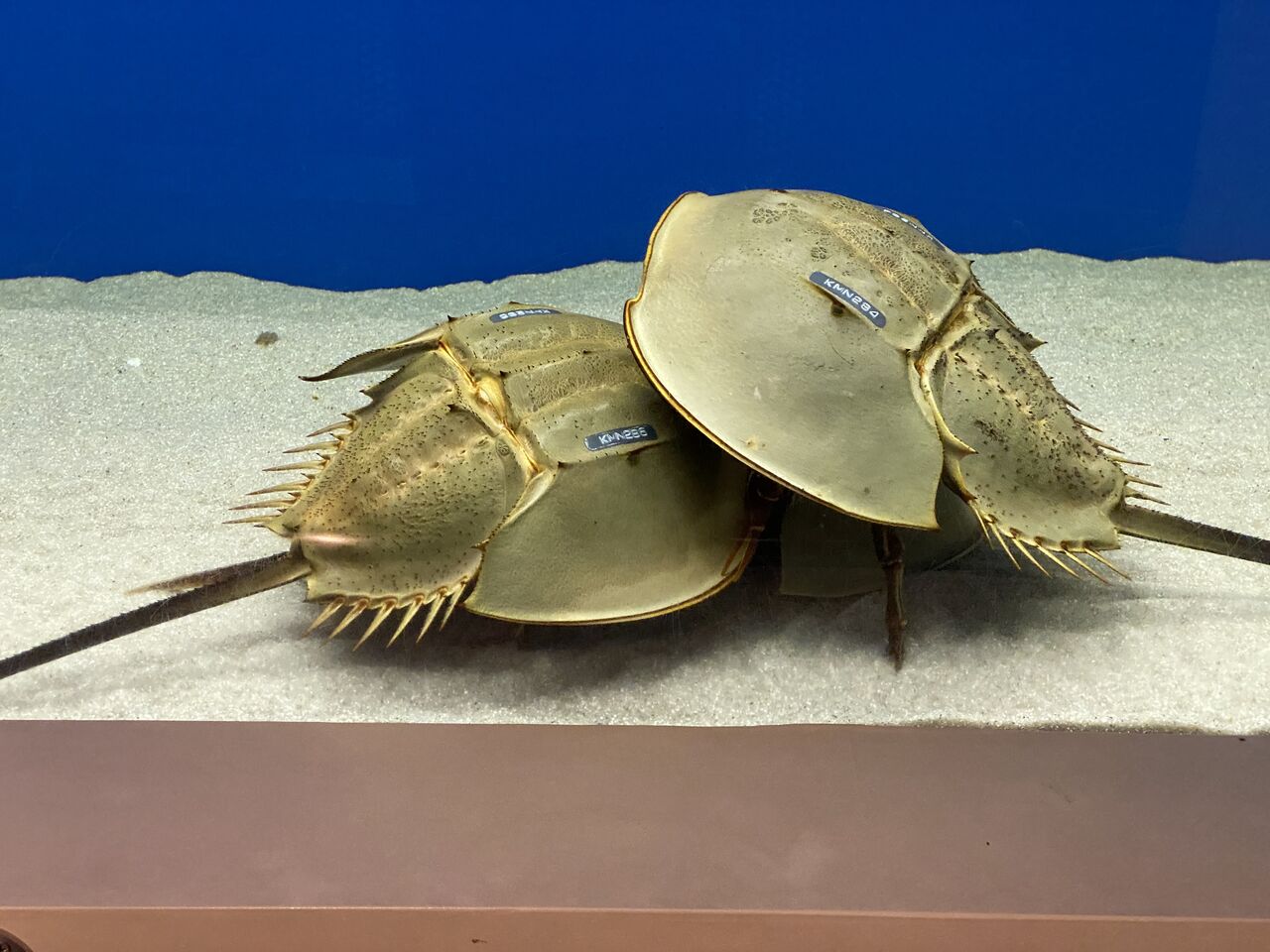 生きた化石と呼ばれ、恐竜とともに生きたカブトガニに会えるスポット