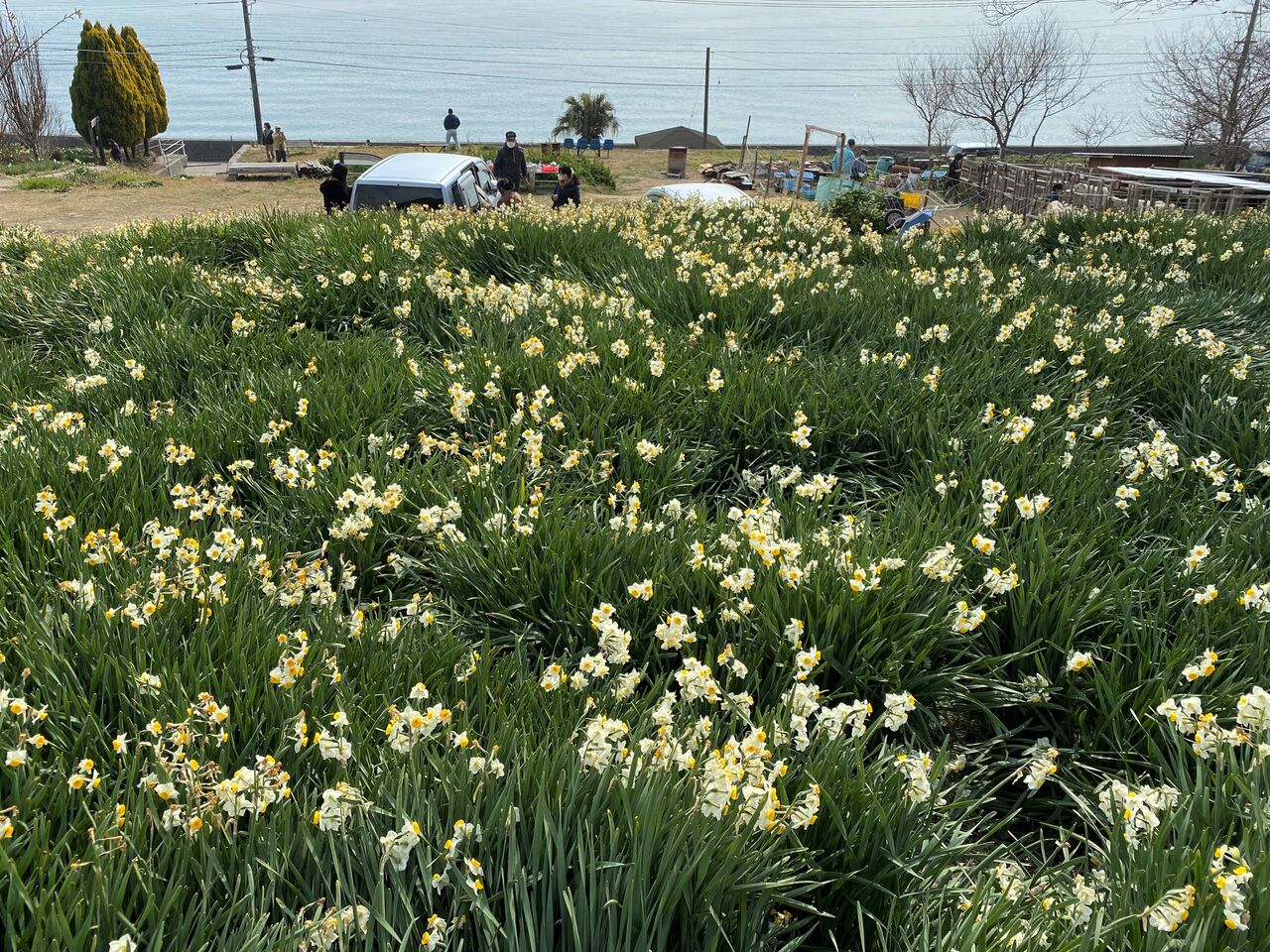 地域の人々が守り育てて 咲き誇る水仙を訪ねて やぶ椿と水仙の里 広島県福山市内海町 くるま旅でぶらり日本めぐり 地域の人々が守り育てて 咲き誇る水仙を訪ねて やぶ椿と水仙の里 広島県福山市内海町 くるま旅でぶらり日本めぐり