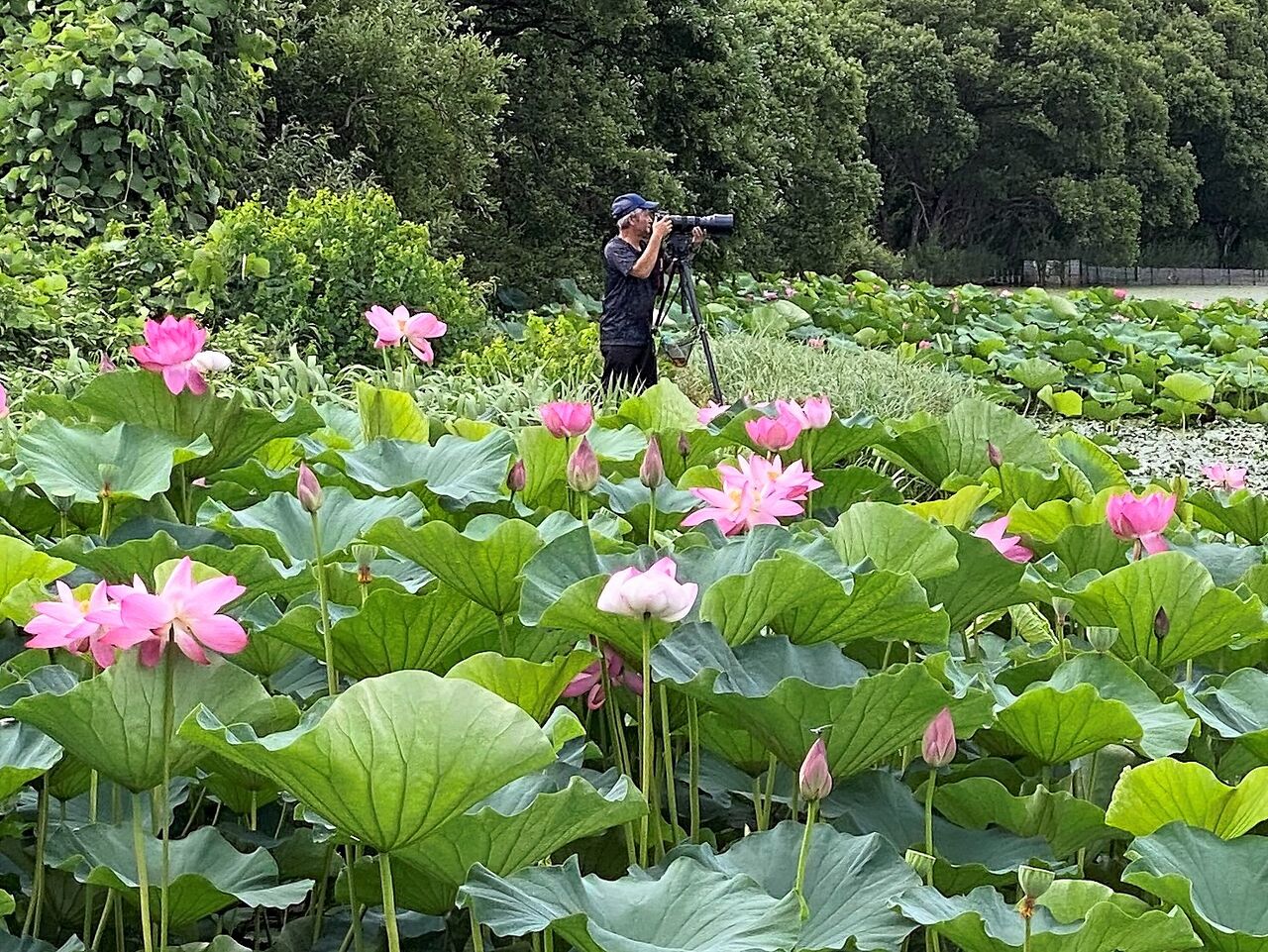 蓮 ハス の花咲く 写真愛好家の集うスポット 湖北水鳥公園 滋賀県長浜市湖北町 くるま旅でぶらり日本めぐり