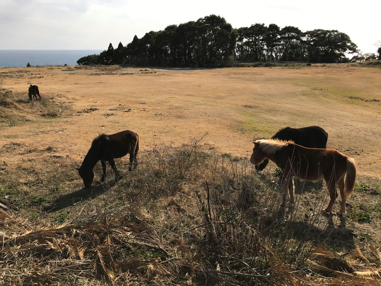 野生馬生息地 都井岬 宮崎県串間市 くるま旅でぶらり日本めぐり