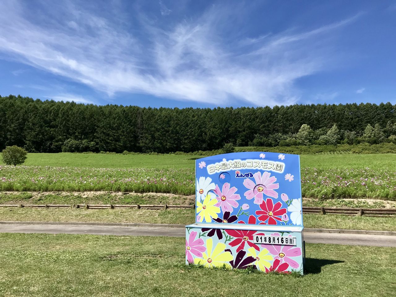 太陽の丘えんがる公園コスモス園 北海道遠軽町 くるま旅でぶらり日本めぐり