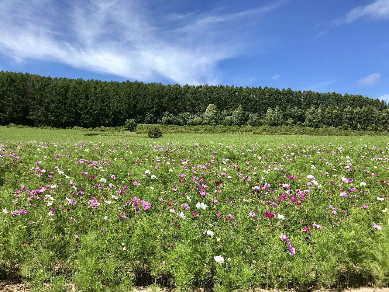 太陽の丘えんがる公園コスモス園 北海道遠軽町 くるま旅でぶらり日本めぐり
