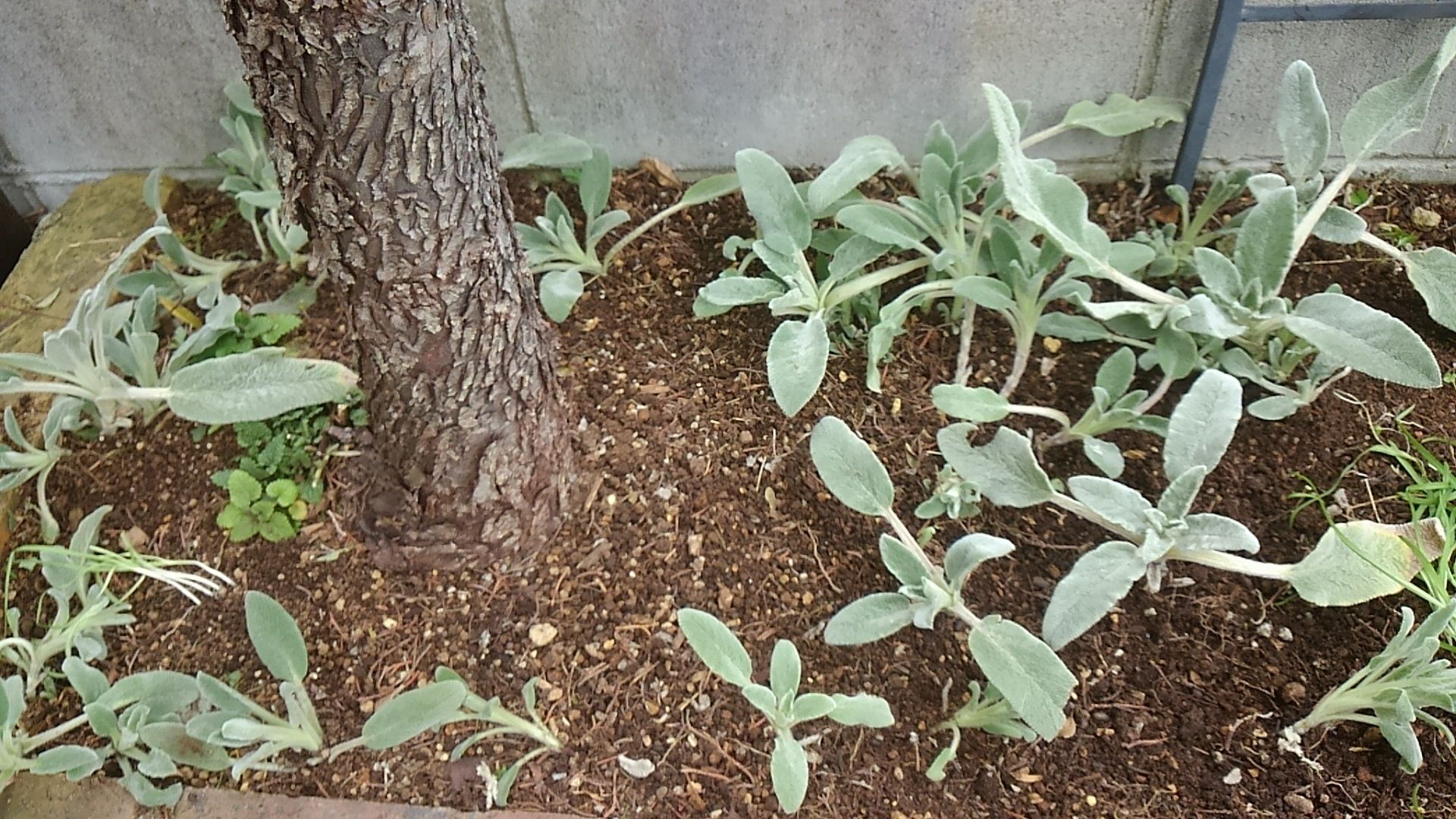 ラムズイヤーの株分け 薔薇に魅せられて Woodruff 北落合