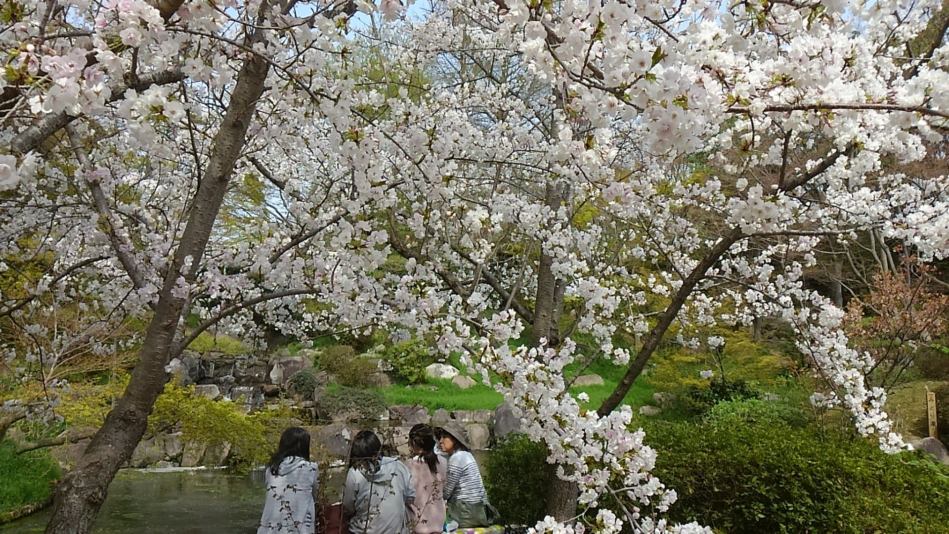 須磨離宮公園の桜 薔薇に魅せられて Woodruff 北落合 須磨離宮公園の桜 薔薇に魅せられて Woodruff 北落合