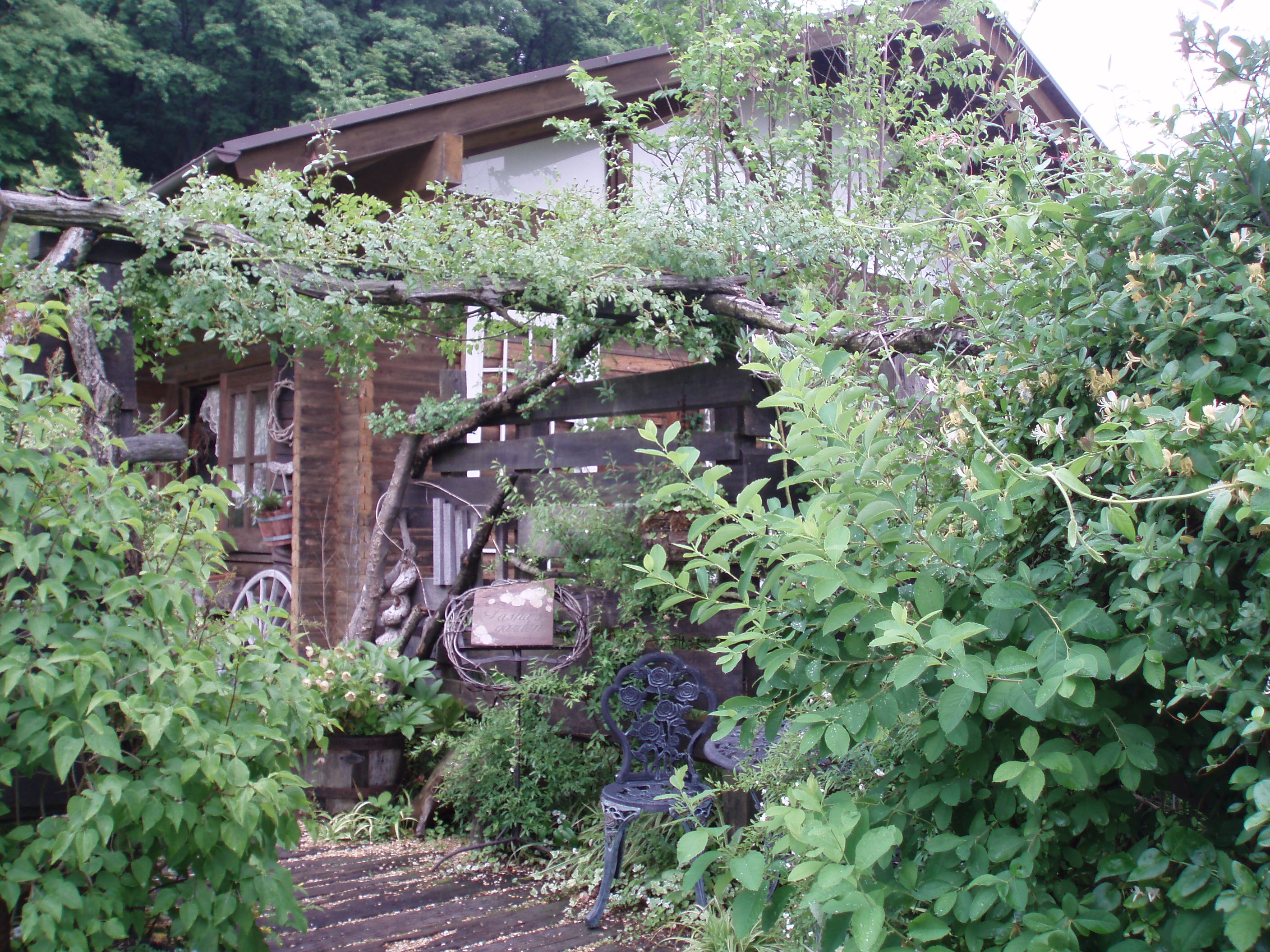 ターシャの庭 岐阜県 薔薇に魅せられて Woodruff 北落合
