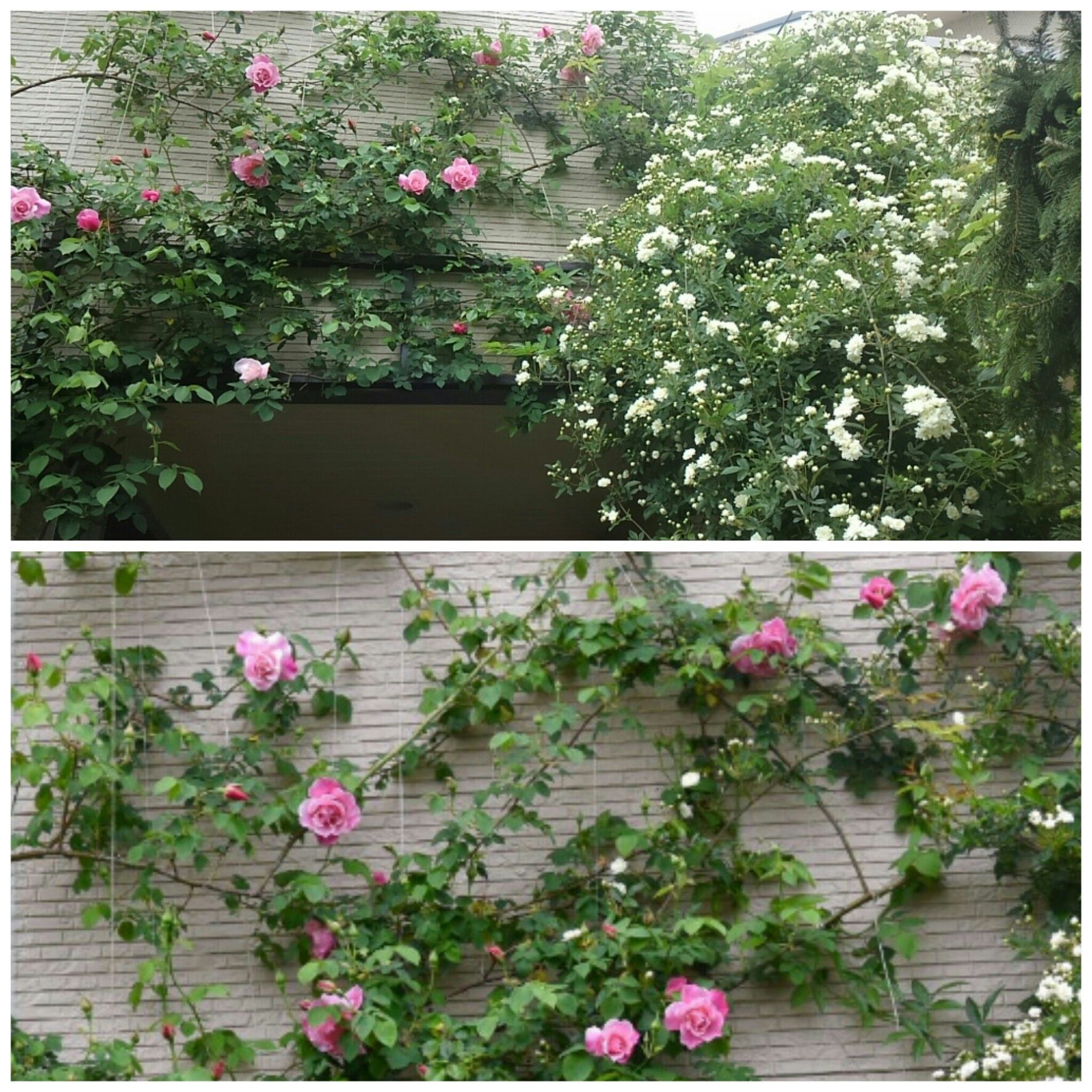 スパニッシュ・ビューティと白モッコウバラ : 薔薇に魅せられて 