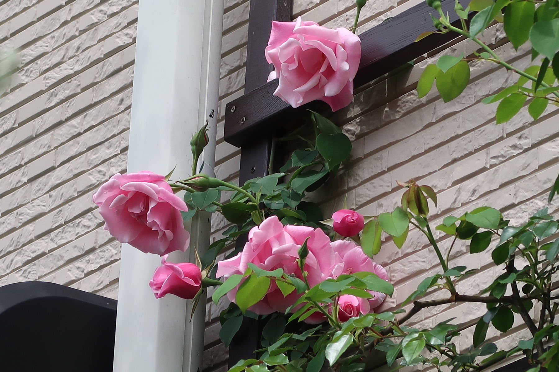 モッコウバラが咲きました 薔薇に魅せられて Woodruff 北落合 モッコウバラが咲きました 薔薇に魅せられて Woodruff 北落合