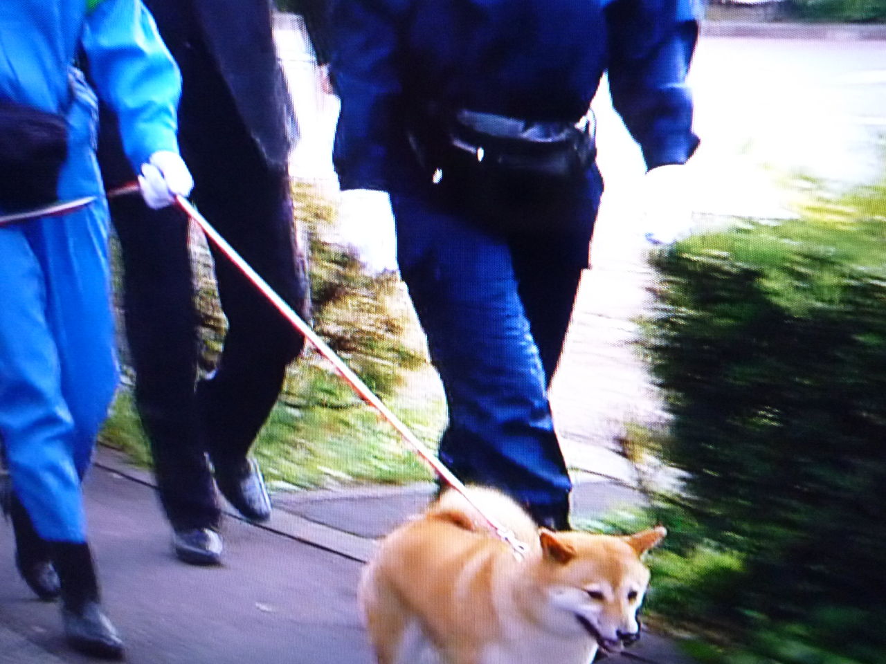 科捜研の女 嘱託犬 柴犬のハナちゃん ミントデイズ