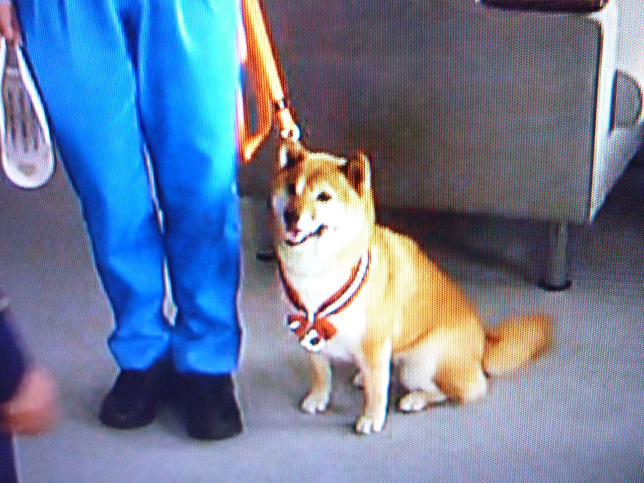 科捜研の女 嘱託犬 柴犬のハナちゃん ミントデイズ