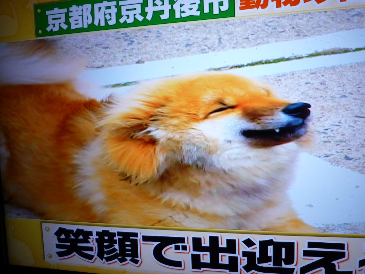 笑う犬の太陽