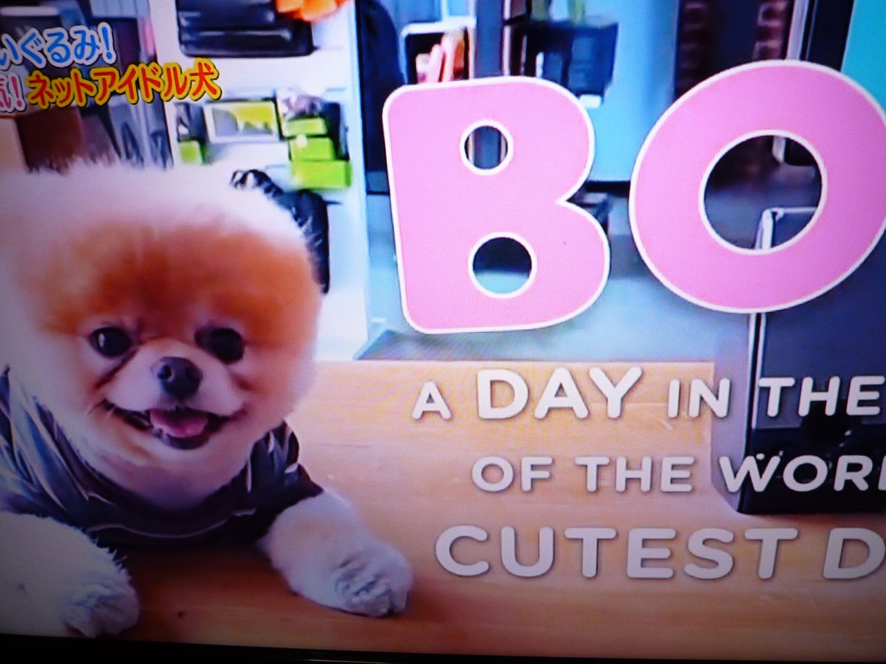ミントデイズ 犬 ミントデイズ 犬