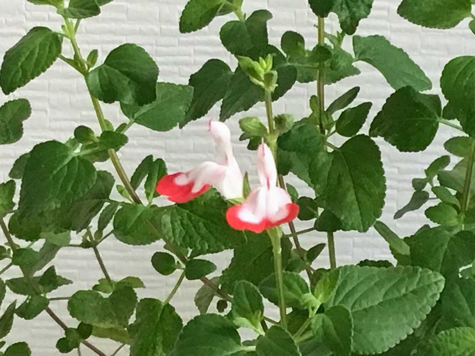 ホットリップスに 花が咲きました Part2 Out Of Sight Out Of Mind