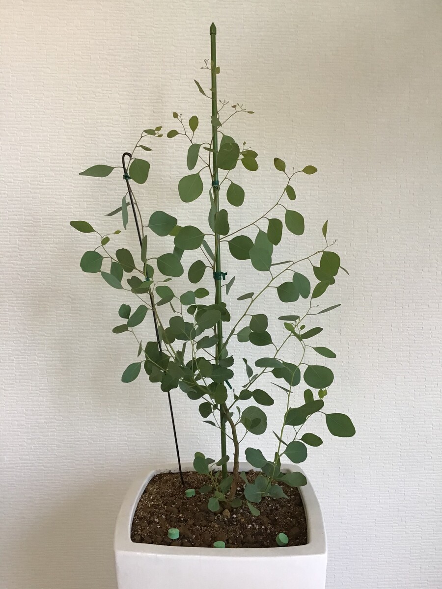 ユーカリ ポポラス ポリアンセモス 新しい仲間です Out Of Sight Out Of Mind