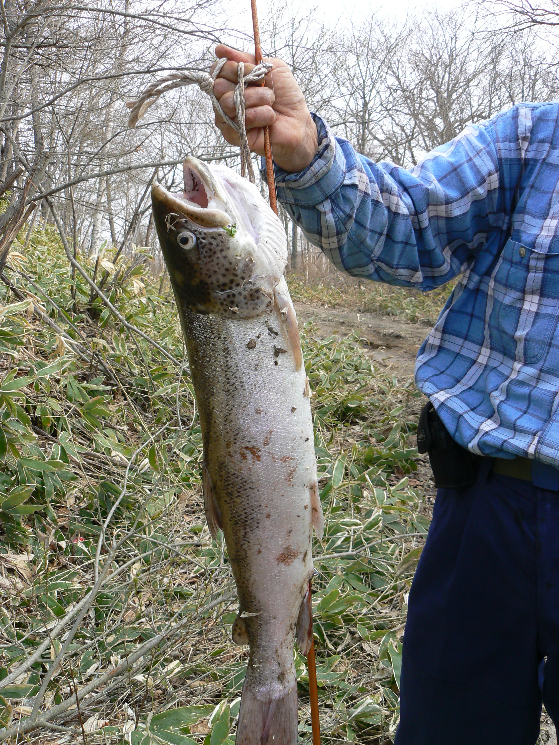 湿原の春 北海道 別寒辺湿原のイトウ釣り 北海道で暮らそう ミニログハウスで田舎暮らし 湿原の春 北海道 別寒辺湿原のイトウ釣り 北海道で暮らそう ミニログハウスで田舎暮らし