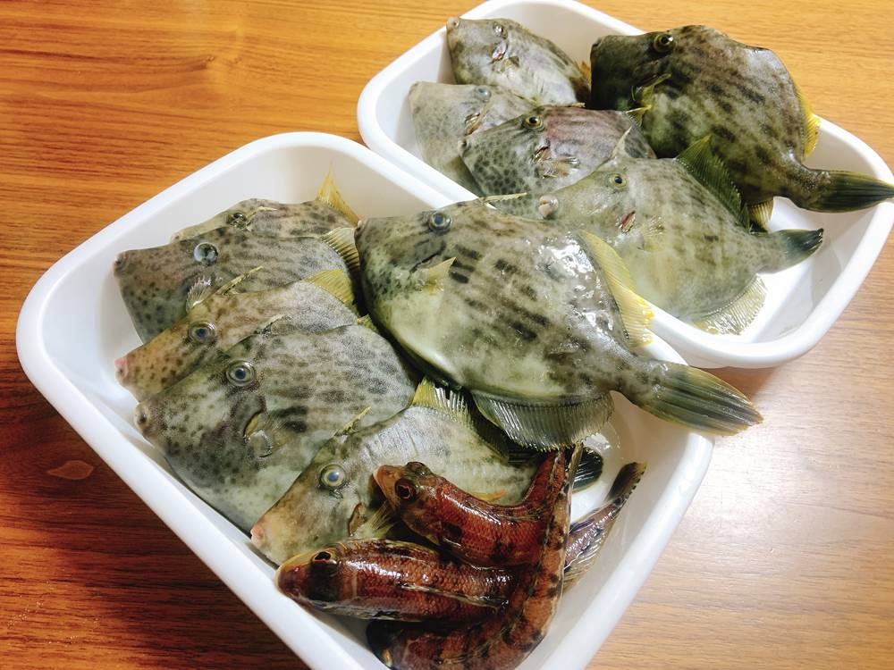 鮟鱇 アンコウ の肝ってフォアグラよりうまいの 食い食いブログ