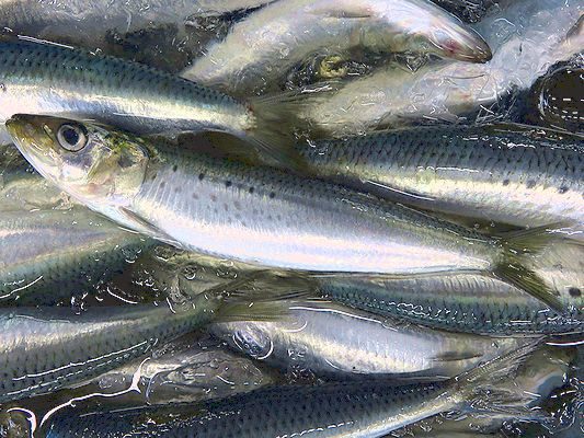 驚愕 イワシ大量死 青森県横浜町の海岸 食い食いブログ