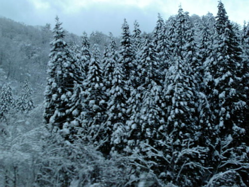 過ぎ行き<杉・雪>