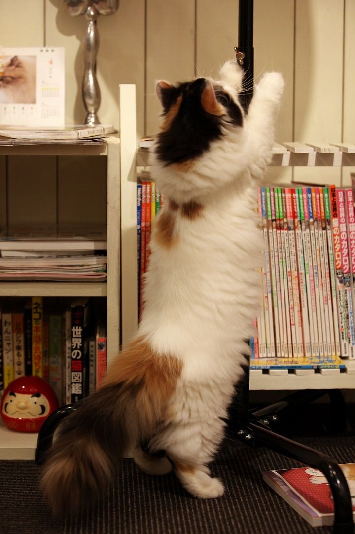 IMG_8692 - ¥³¥Ô¡¼