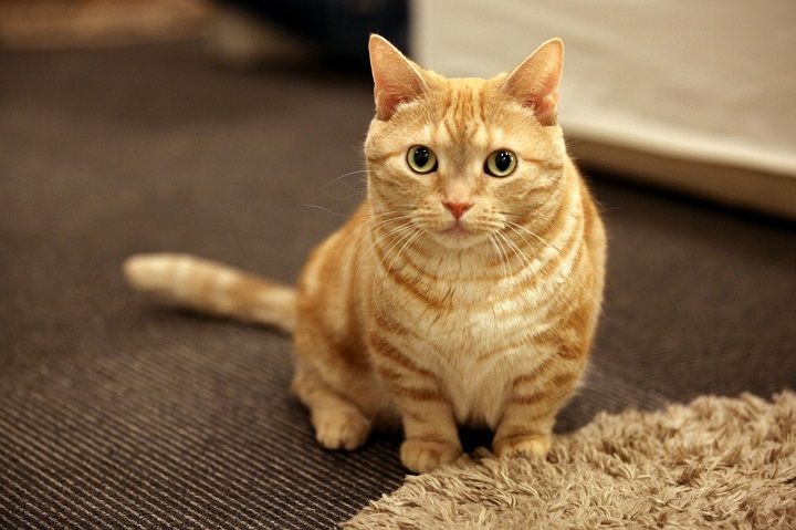 IMG_8702 - ¥³¥Ô¡¼