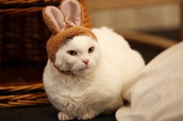 IMG_8594 - ¥³¥Ô¡¼