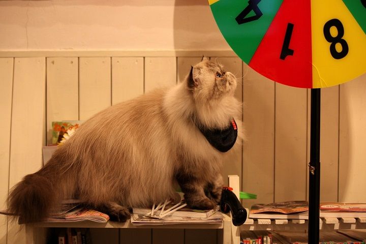 IMG_8682 - ¥³¥Ô¡¼