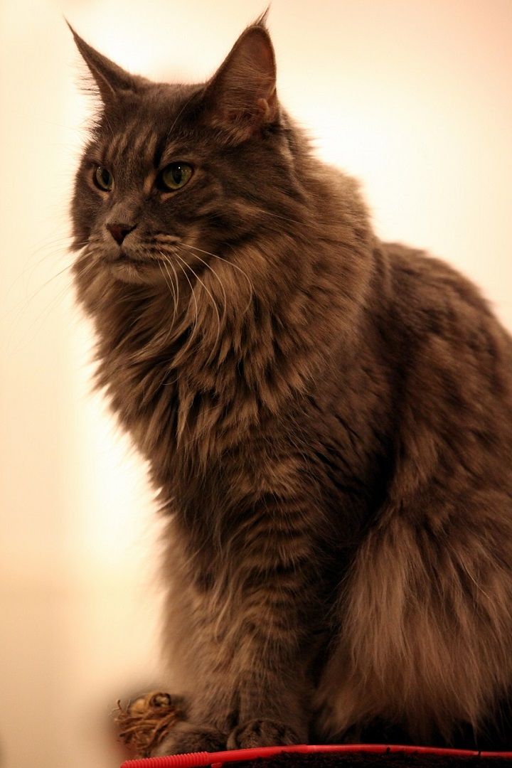 IMG_8639 - ¥³¥Ô¡¼