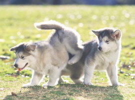 alaskanmalamute