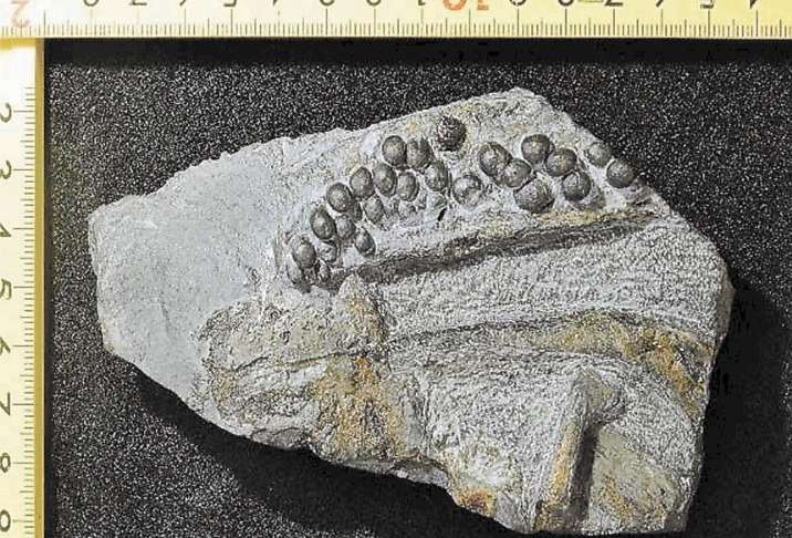 皮をはがれた爬虫類の化石の新たな分析により、信じられないほどの偽造が明らかになった