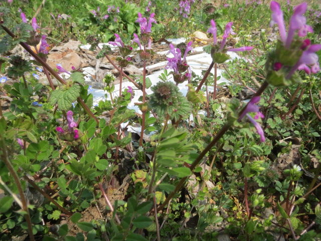 春の七草ではないホトケノザ ナカシmanの釣り日記