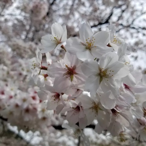 IMG_20240407_070031_453