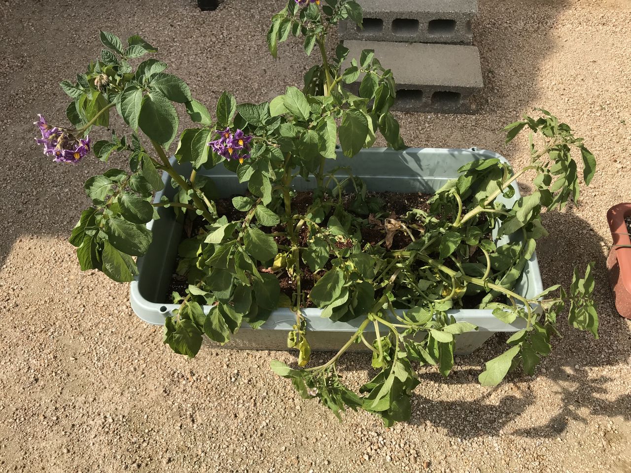 お庭で2年目の春ジャガイモ栽培2ヶ月経過 やはりでてきたネキリムシと恐怖のモザイク病 お家が一番