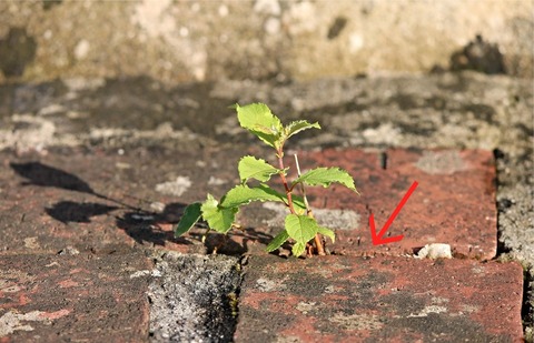 plant-2568242_1920 (2)