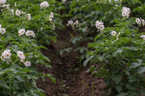 potato-field-2458089_1920