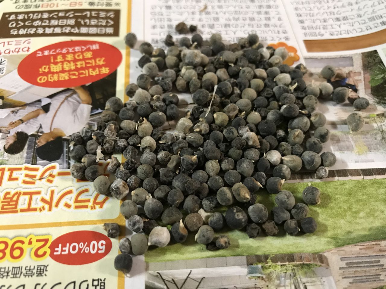 来年のために庭のオクラの種取り お家が一番 来年のために庭のオクラの種取り お家が一番