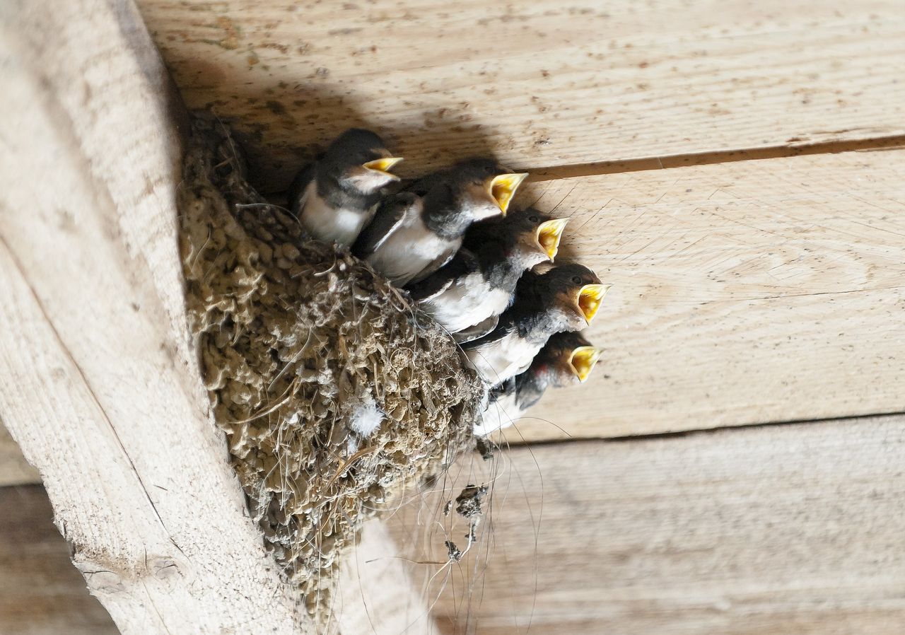 家のベランダに落ちる鳥のフン被害 原因と対処方法 お家が一番