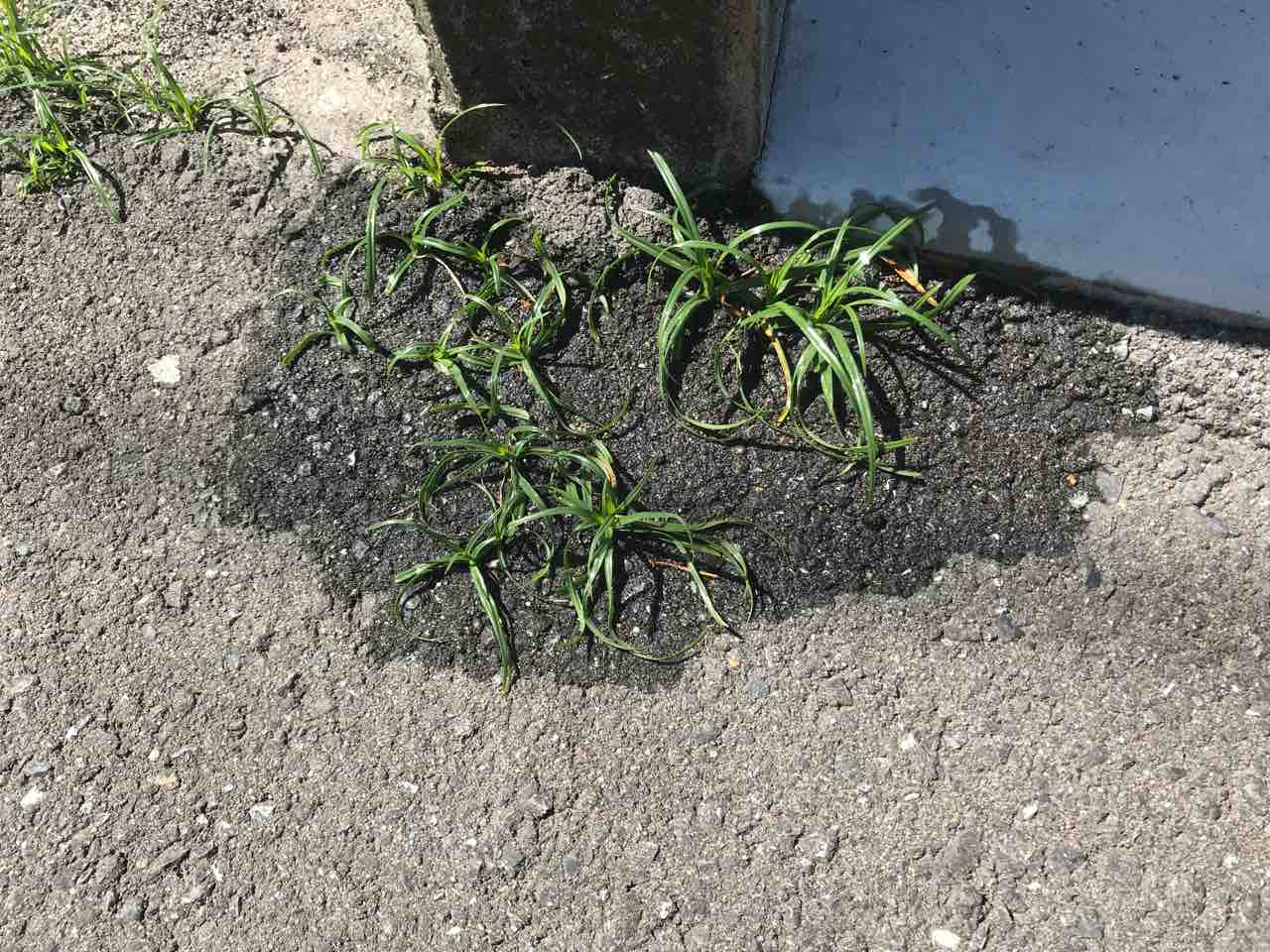 狭い場所や抜けない場所に生える雑草への対処法 : お家が一番