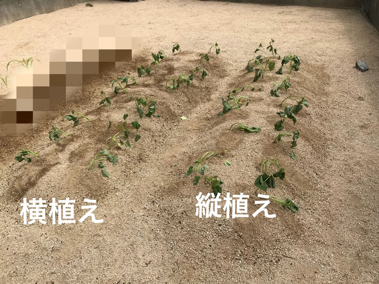 サツマイモを植えてから3ヶ月経過 酷暑が続いた18年夏の生長具合 お家が一番