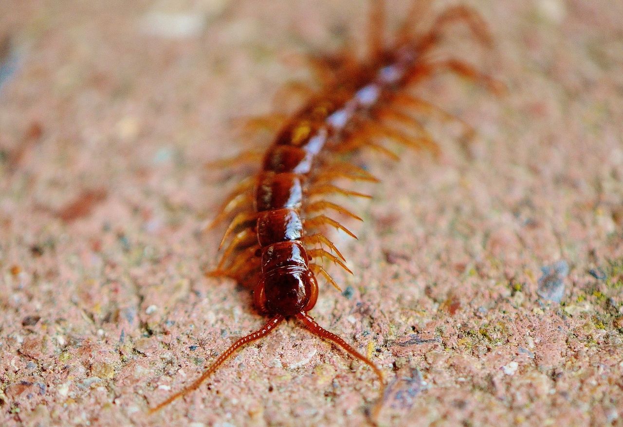 家の周りのムカデ ヤスデ ゲジゲジの駆除 お家が一番