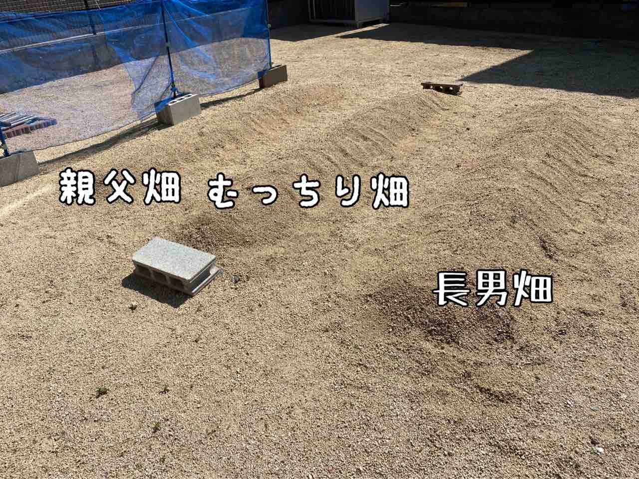 5年目の春ジャガイモ栽培3ヶ月経過 運命の収穫日 花が咲かなかった春ジャガイモにイモが出来てるのか お家が一番