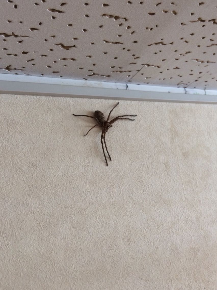 大きな蜘蛛が壁に 軍曹現る お家が一番